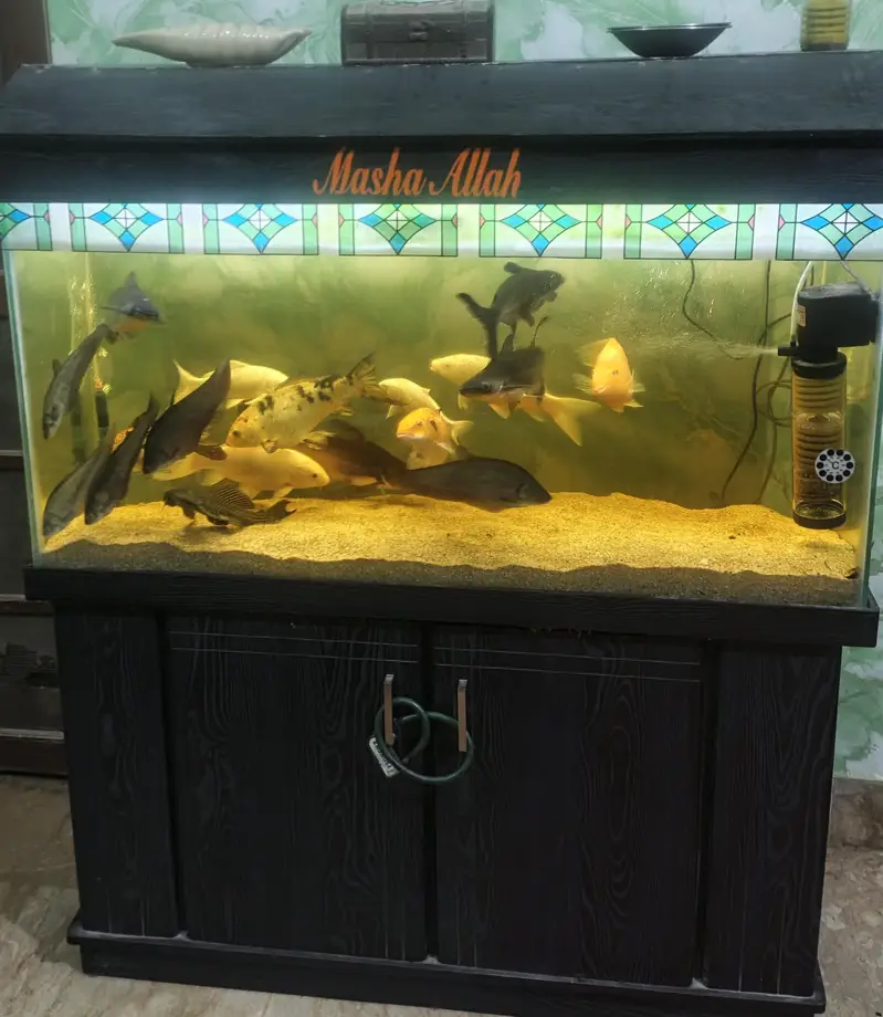 Aquarium — photo 3