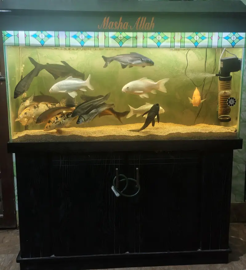 Aquarium — photo 4