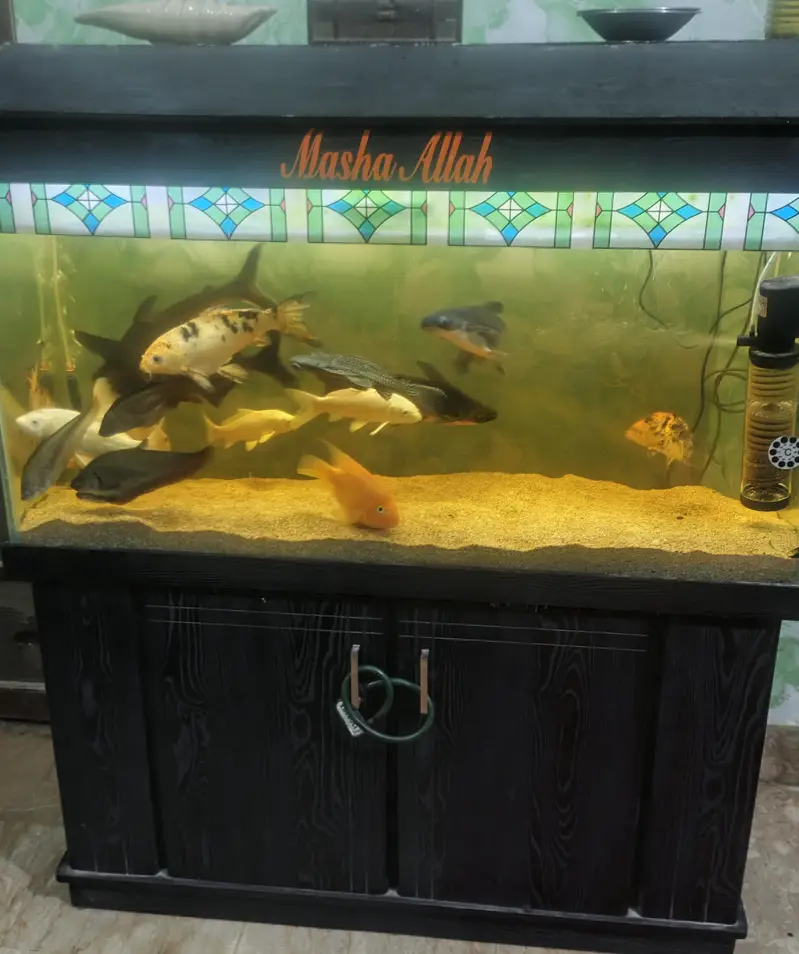 Aquarium — photo 5