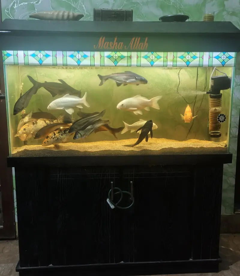 Aquarium — photo 6