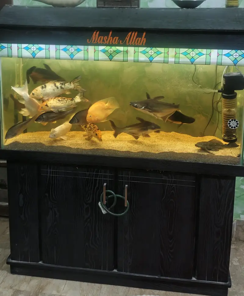 Aquarium — photo 7