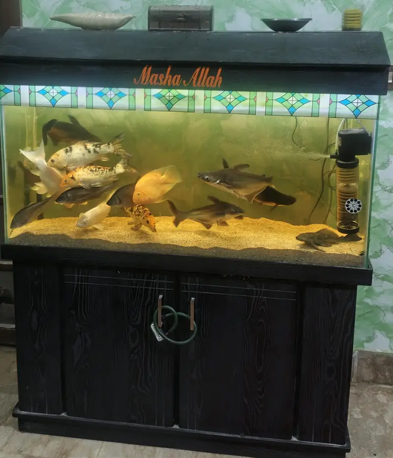 Aquarium — photo 8
