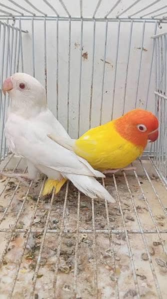 love birds