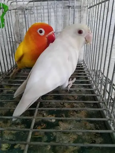 love birds — photo 2