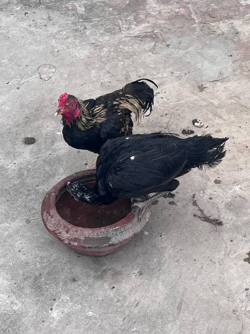 for sell 1