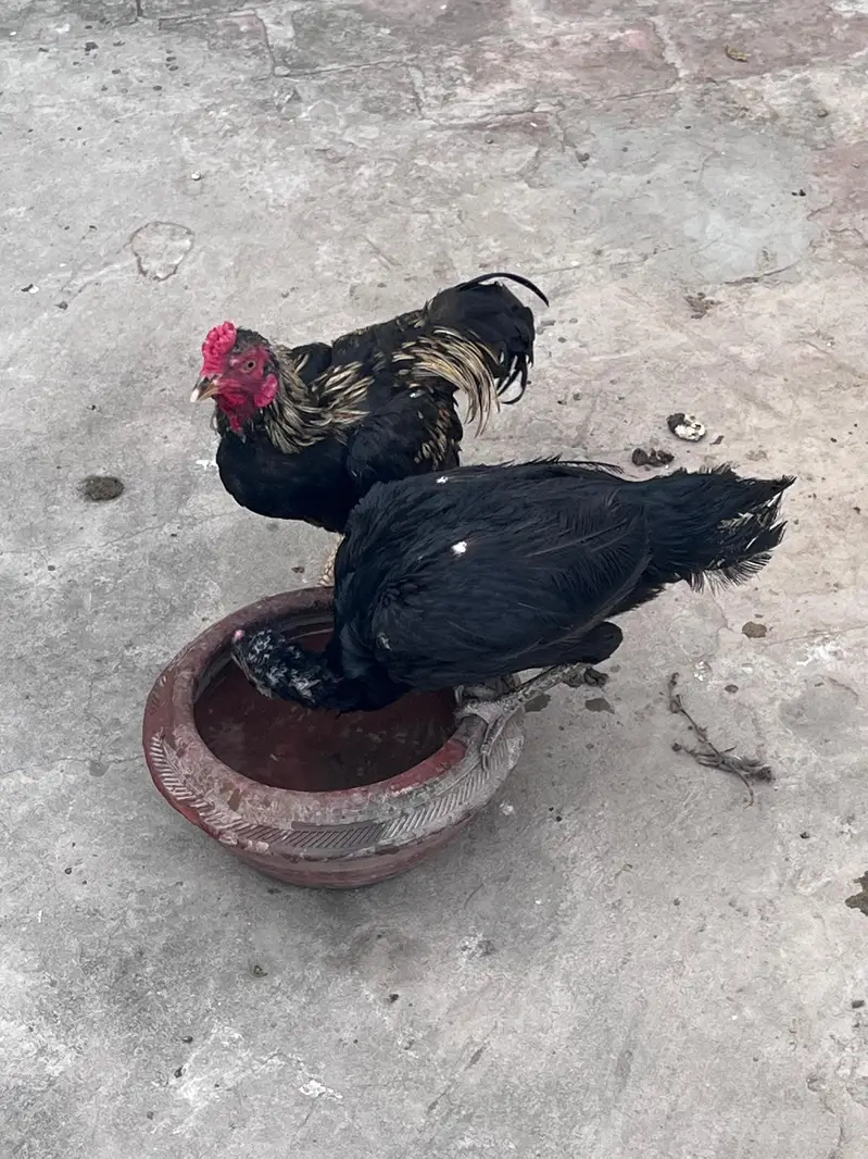 for sell — photo 2