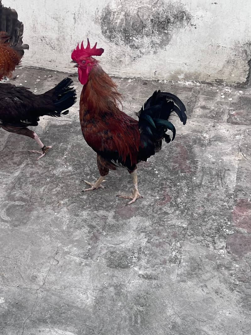for sell 2