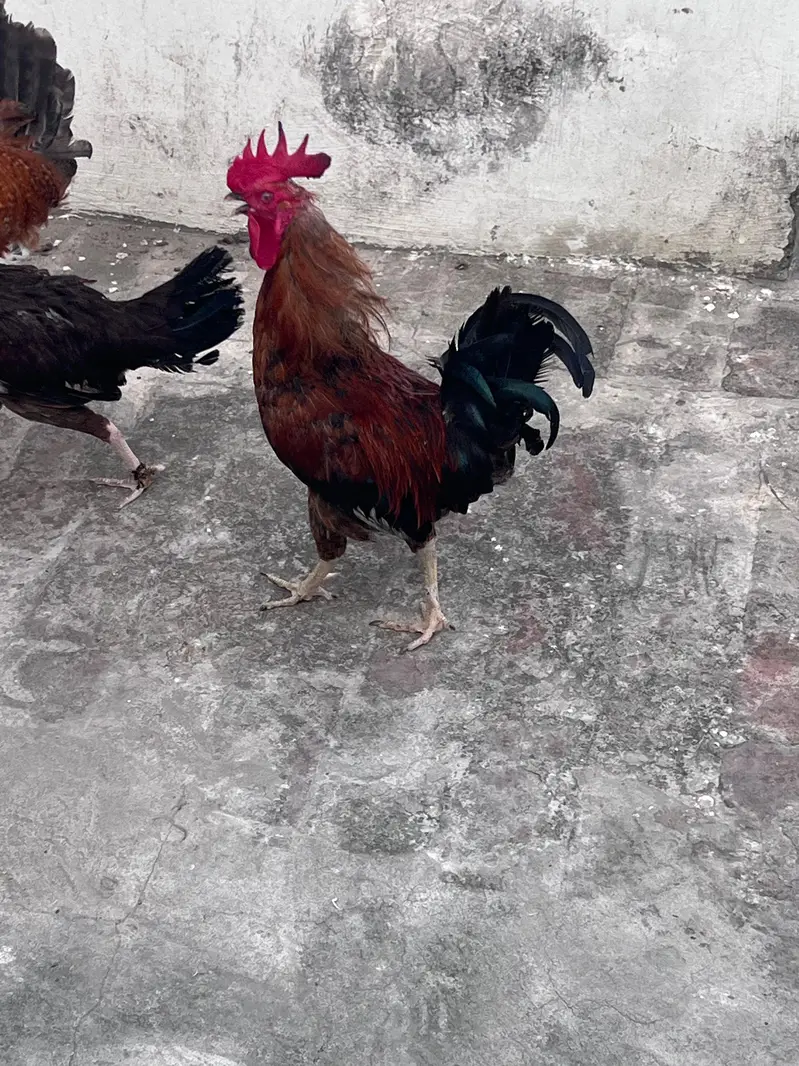 for sell — photo 3