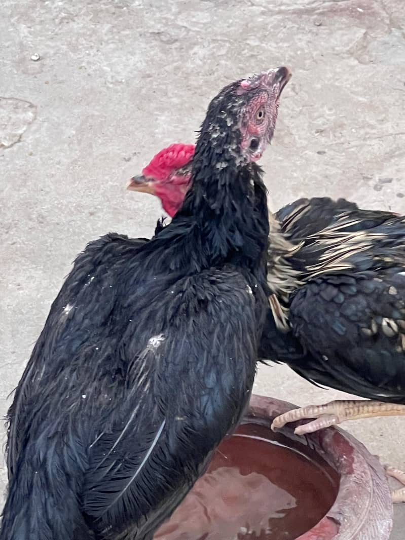 for sell 6