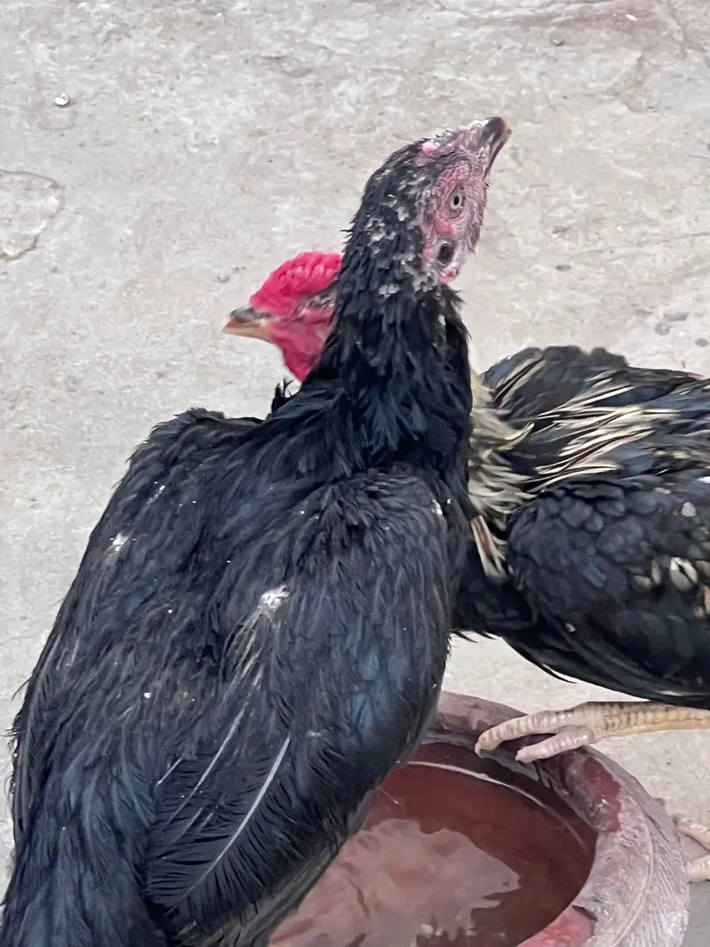 for sell — photo 7