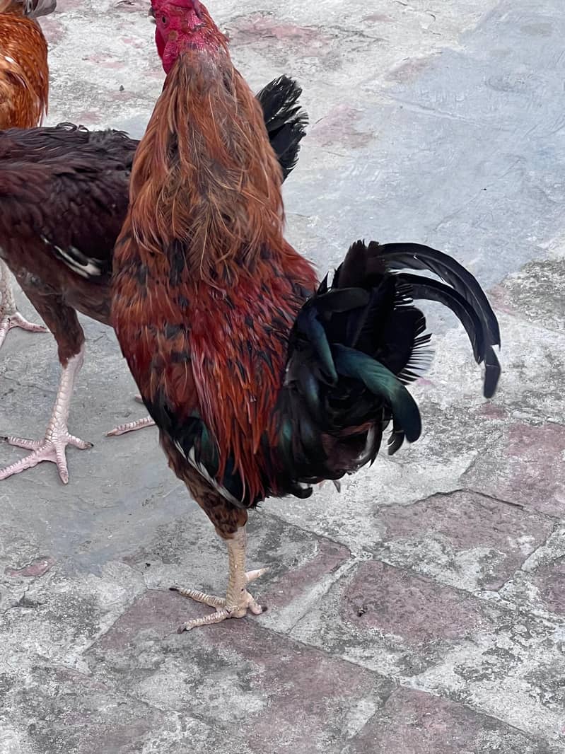 for sell 7