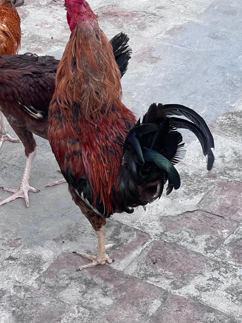 for sell — photo 8