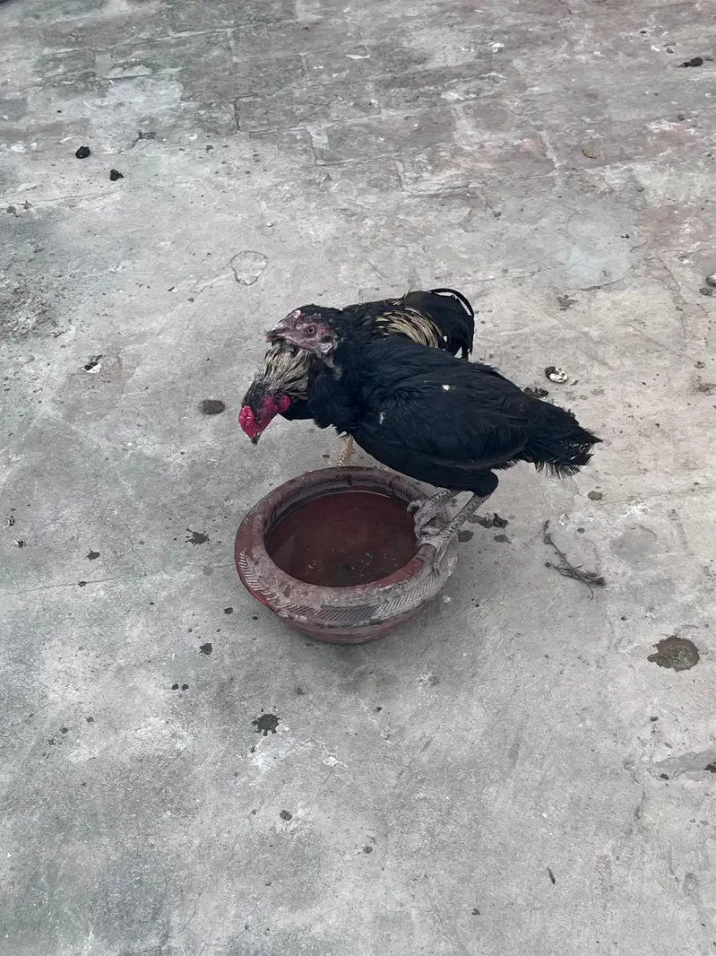 for sell — photo 9