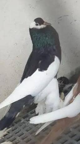 Black Magpai breeder Female for sale