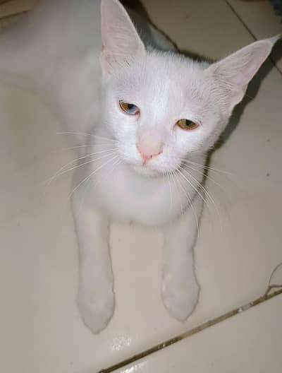 Turkish angora kitten