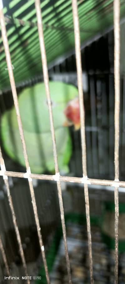 Raw parrot