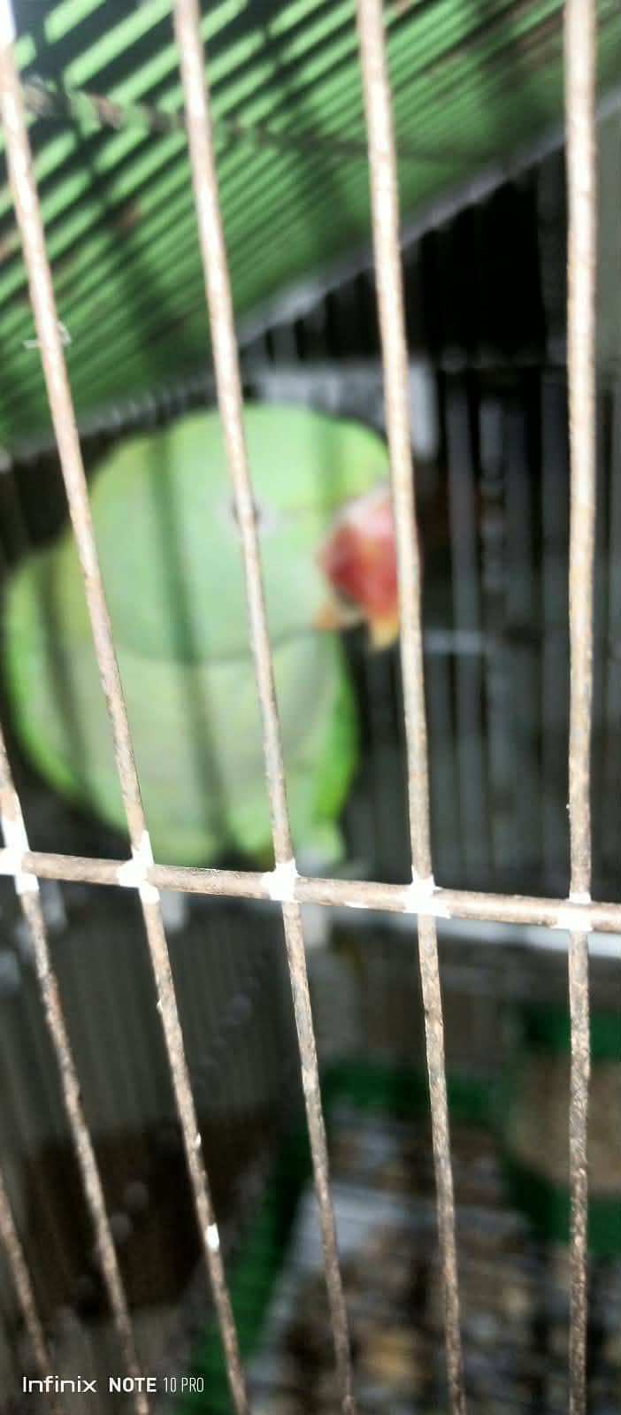 Raw parrot 0