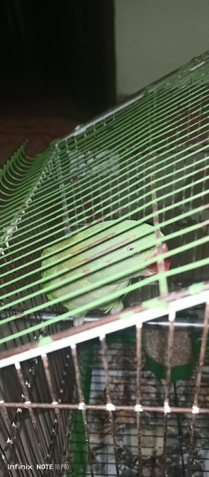 Raw parrot 1