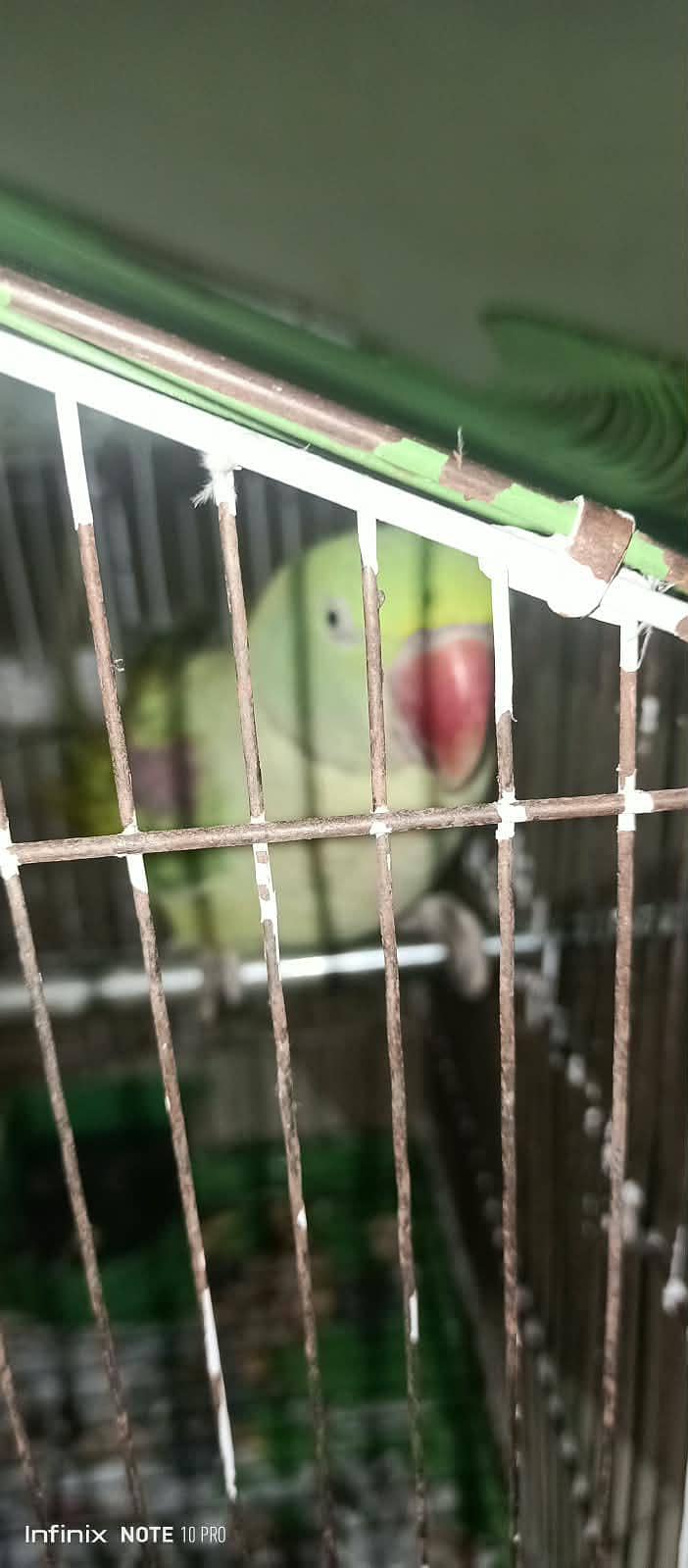 Raw parrot 2