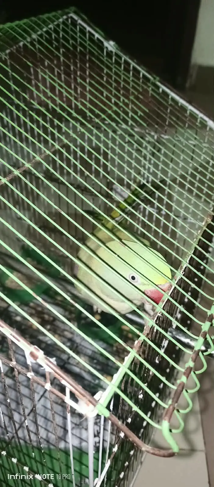 Raw parrot — photo 4