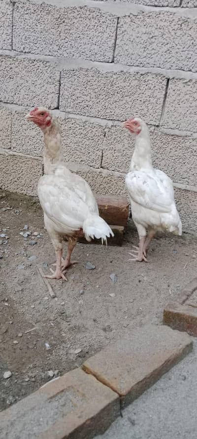 2White Aseel