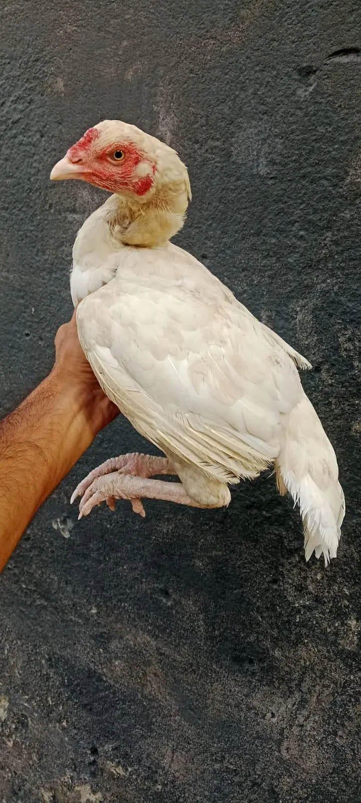 2White Aseel — photo 2
