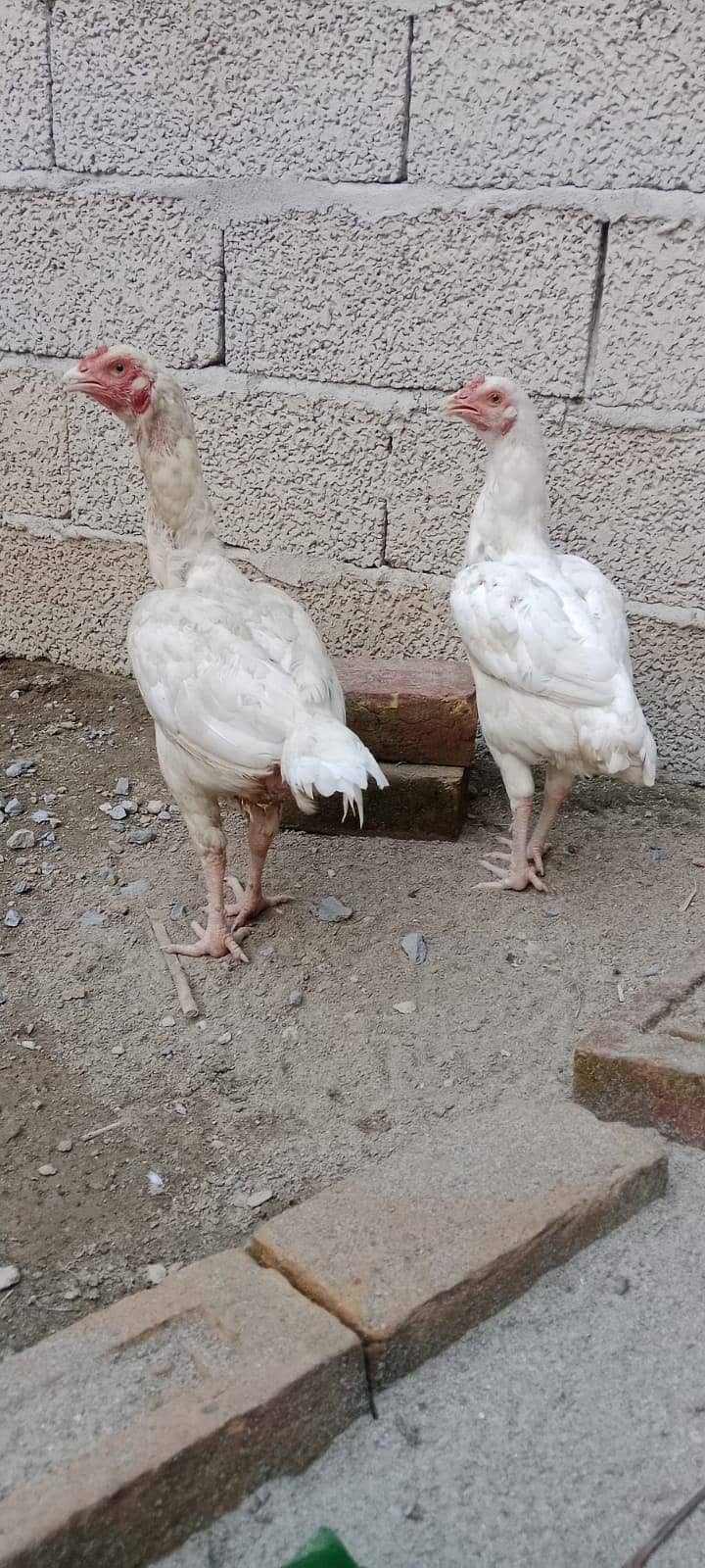 2White Aseel 3