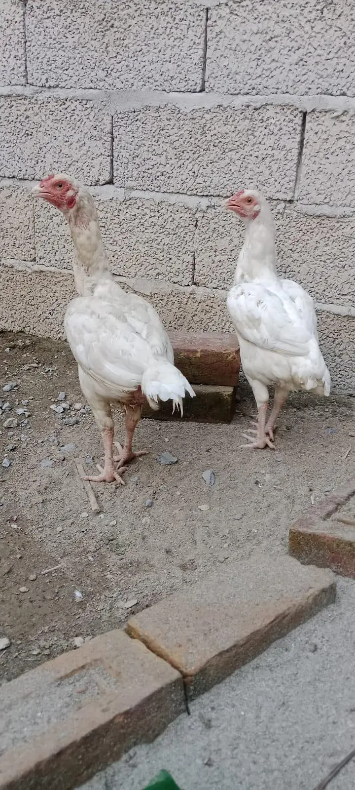 2White Aseel — photo 4