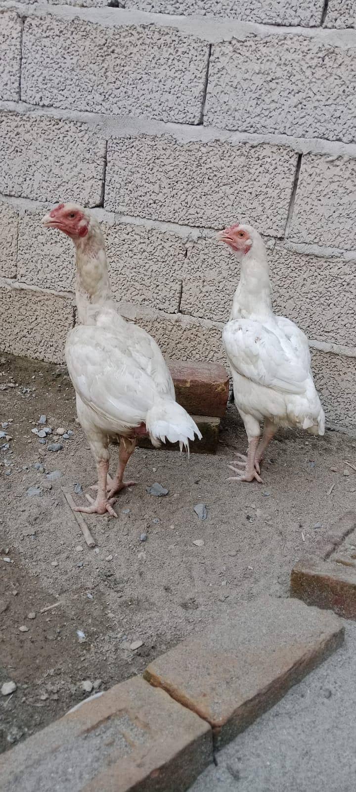 2White Aseel 4