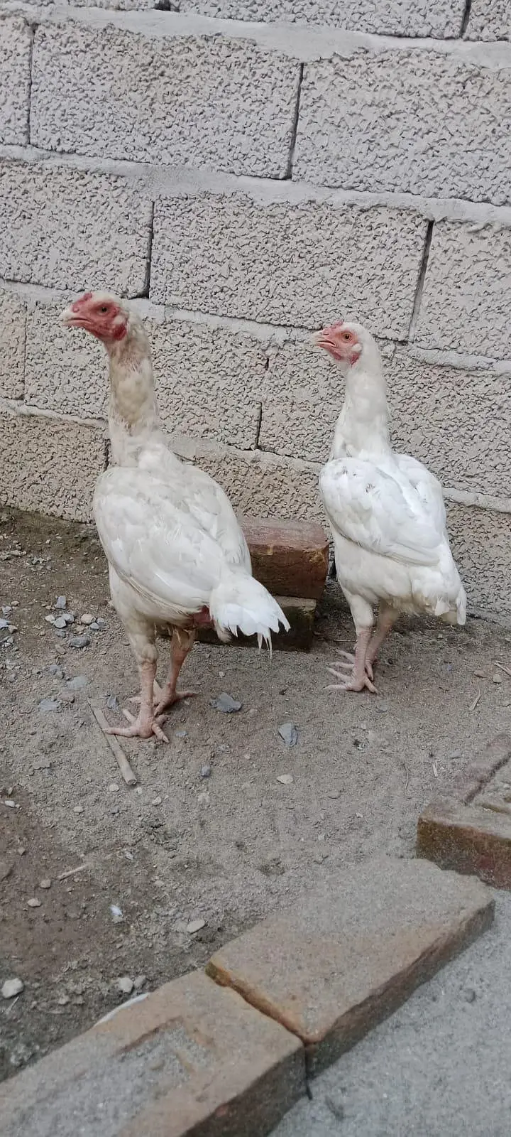 2White Aseel — photo 5