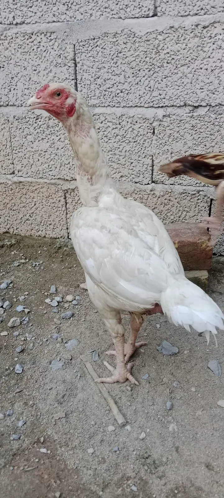 2White Aseel — photo 6