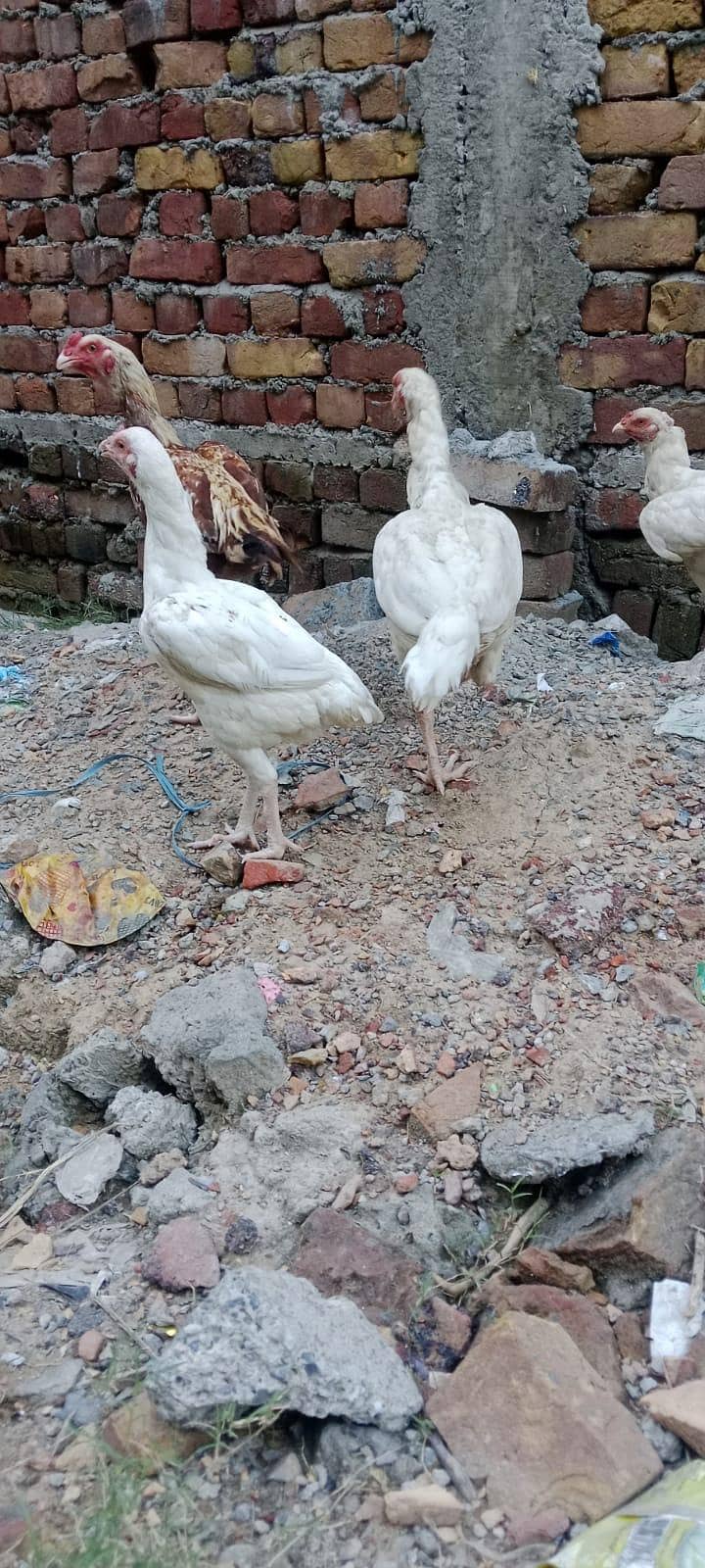 2White Aseel 7
