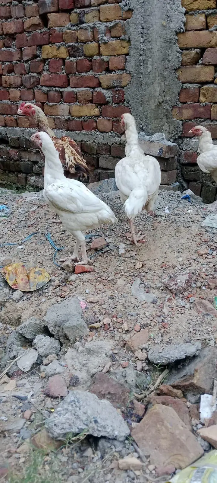 2White Aseel — photo 8