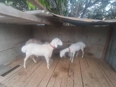 turkey breeder male