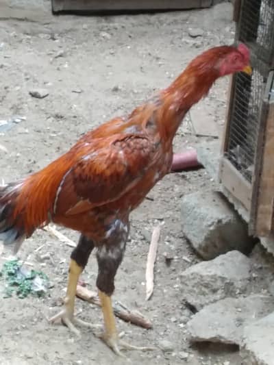 2 hens and 1 cock