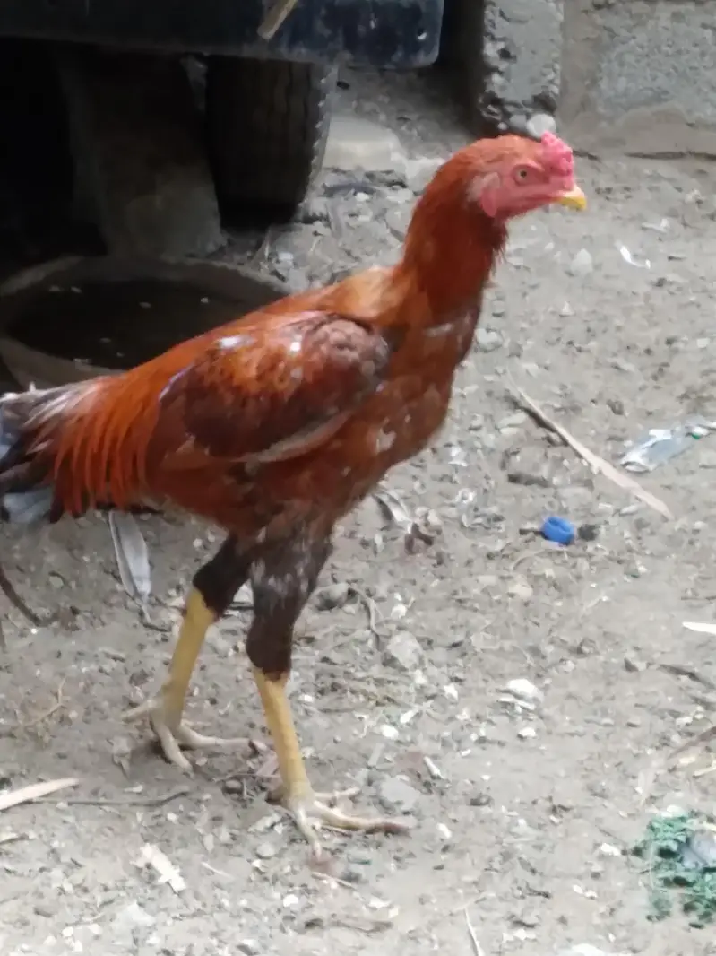 2 hens and 1 cock — photo 2