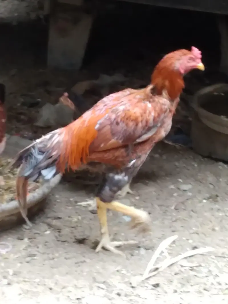 2 hens and 1 cock — photo 3