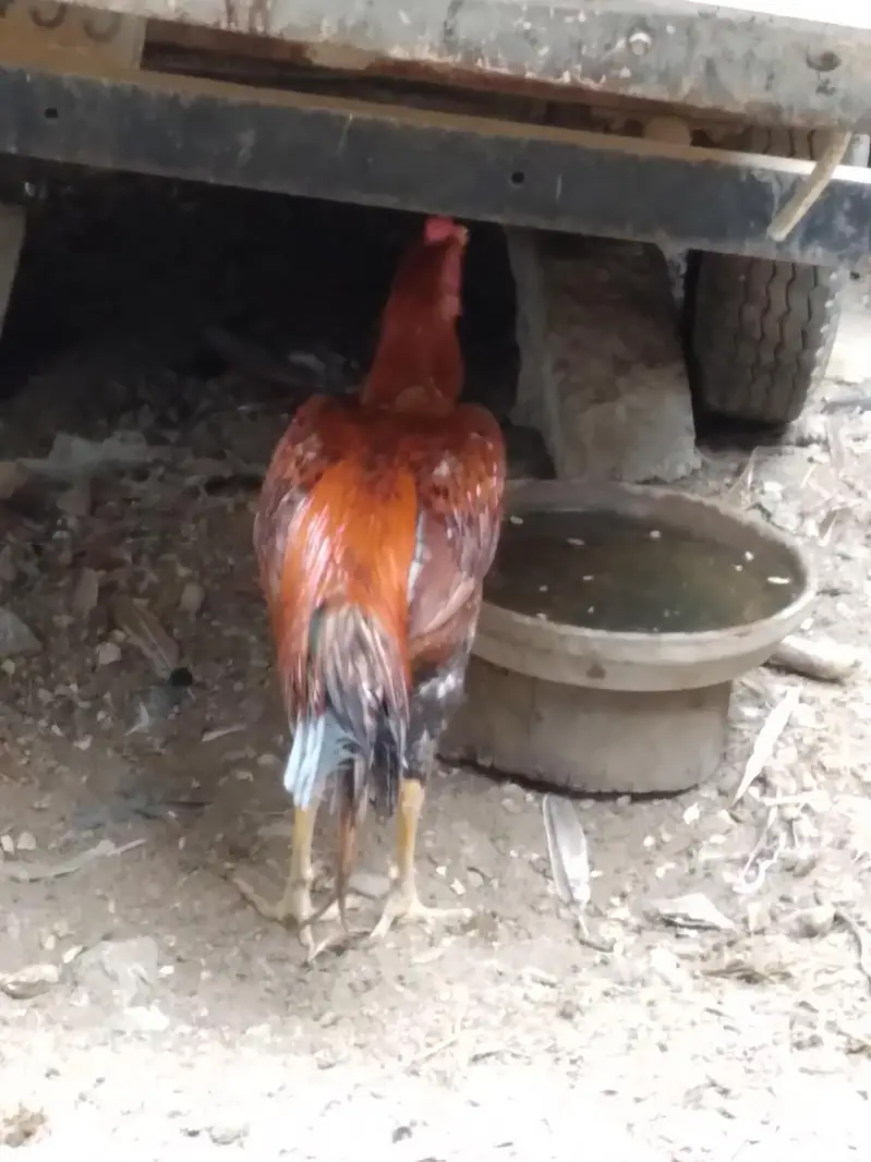 2 hens and 1 cock — photo 4