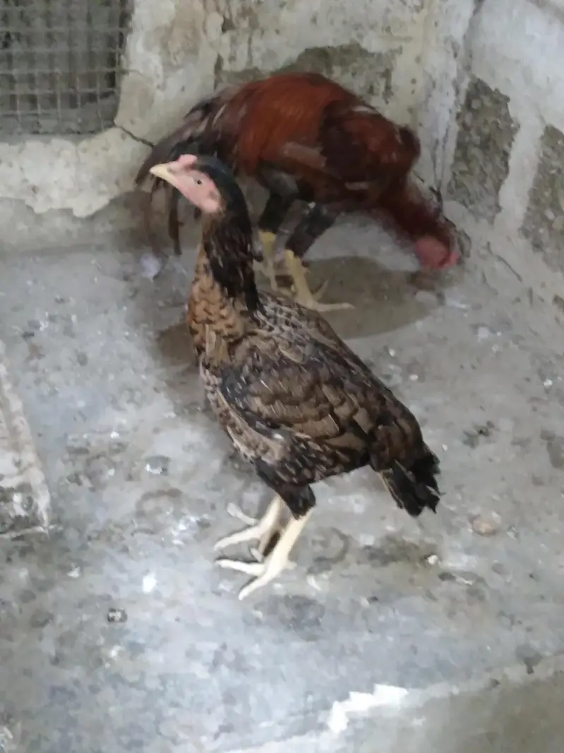 2 hens and 1 cock — photo 5