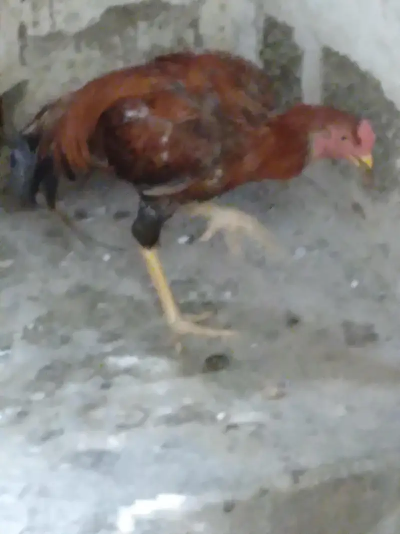 2 hens and 1 cock — photo 6