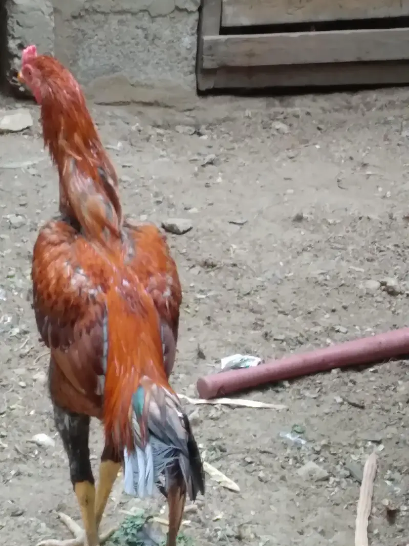 2 hens and 1 cock — photo 7