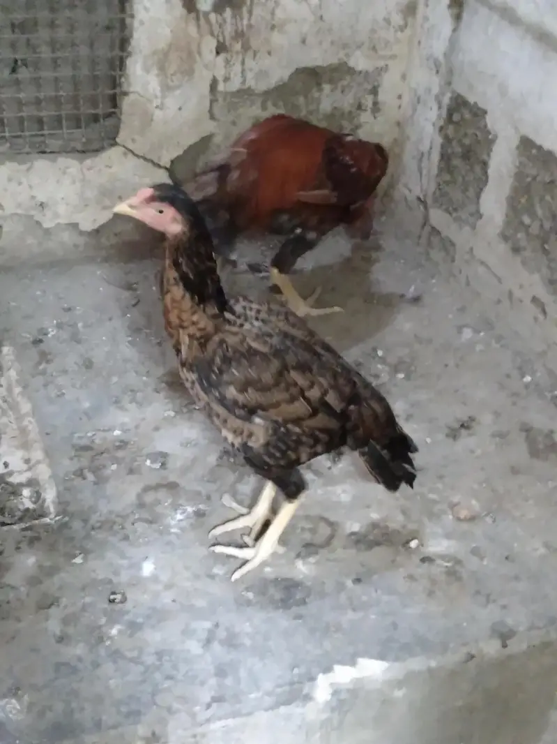 2 hens and 1 cock — photo 8