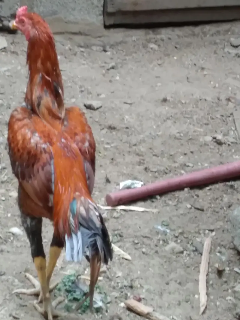 2 hens and 1 cock — photo 9