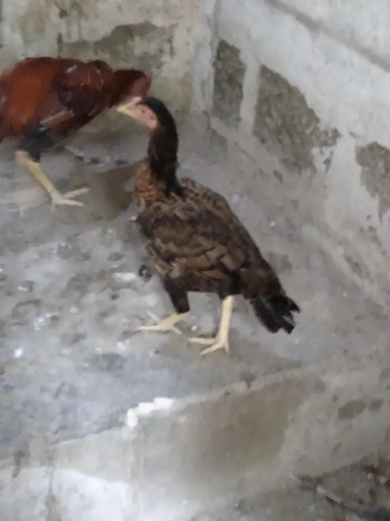 2 hens and 1 cock — photo 10