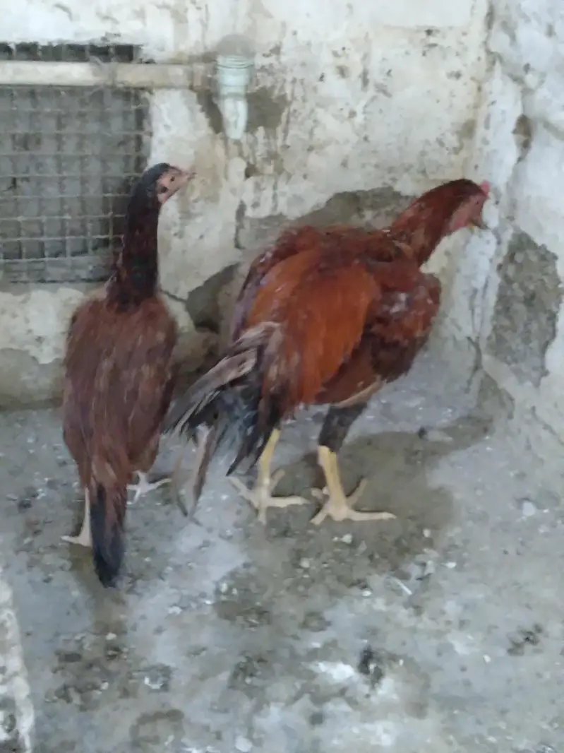 2 hens and 1 cock — photo 11