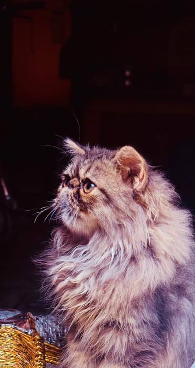 Piki Persian male
