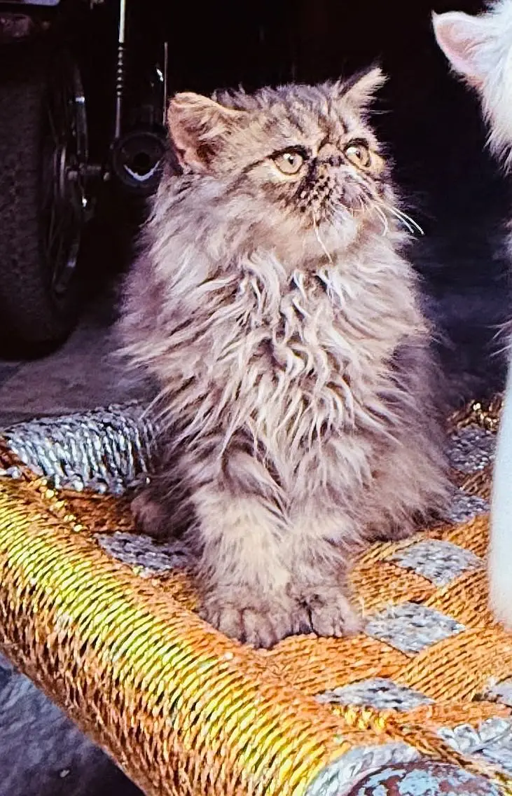 Piki Persian male — photo 2