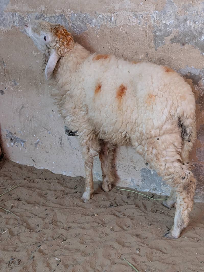 Khara dumba 1