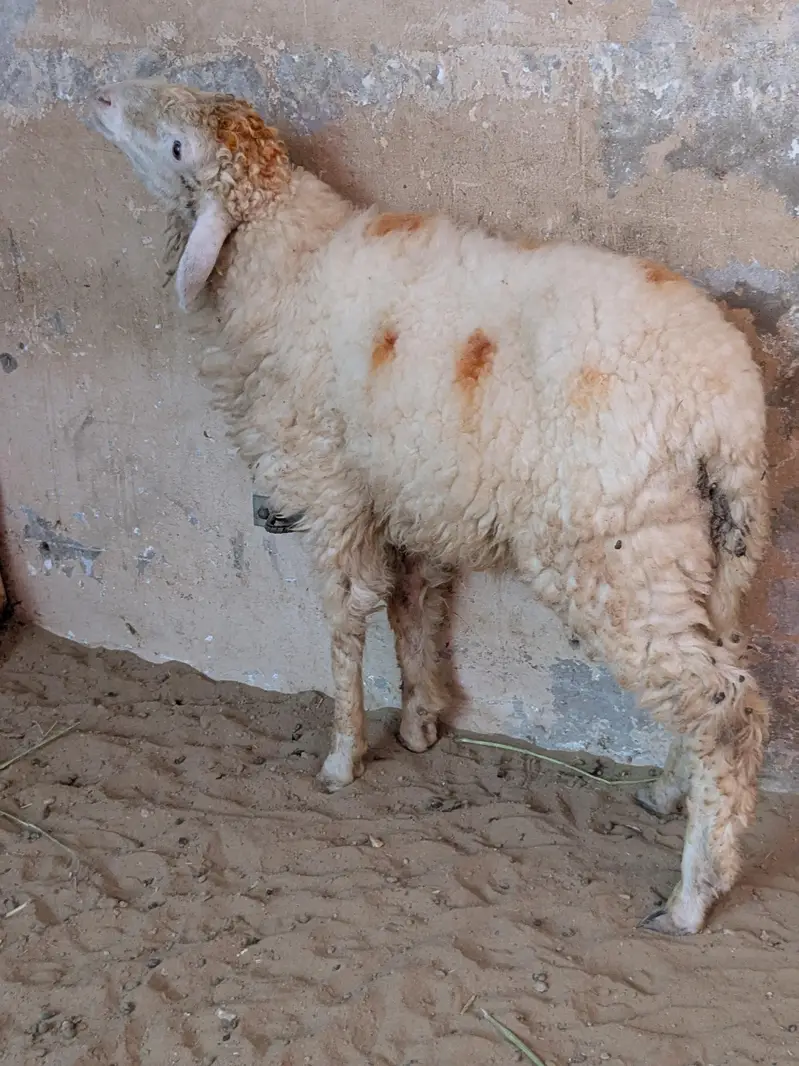 Khara dumba — photo 2