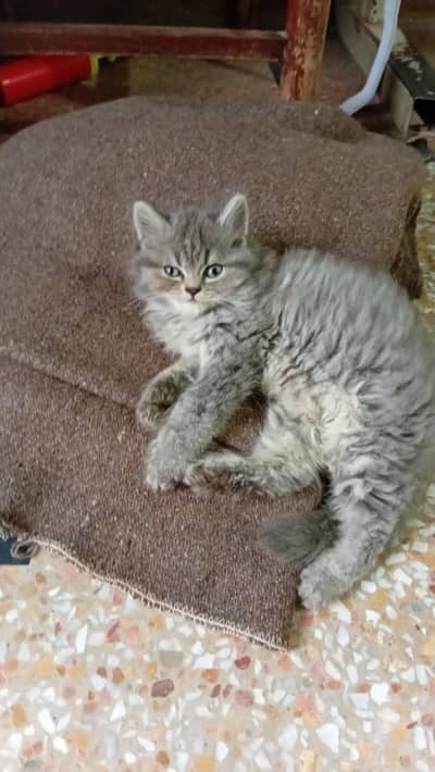 Persian 3 coated cat available for sale